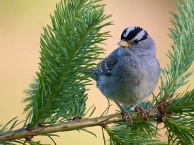 best bird feeders for arizona