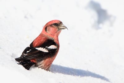 pink cardinal bird