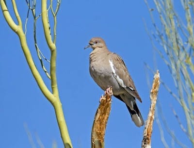 best bird seed for arizona