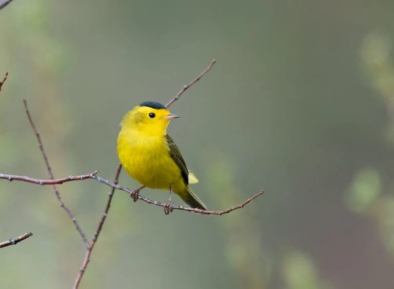 bright yellow and black bird southern california,