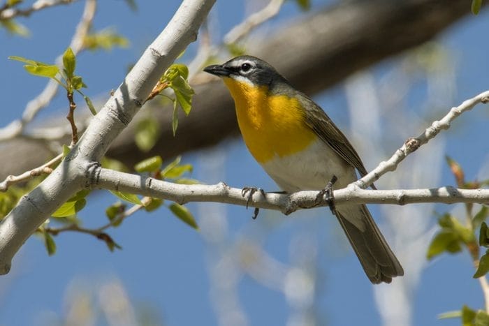 Yellow-breasted chat