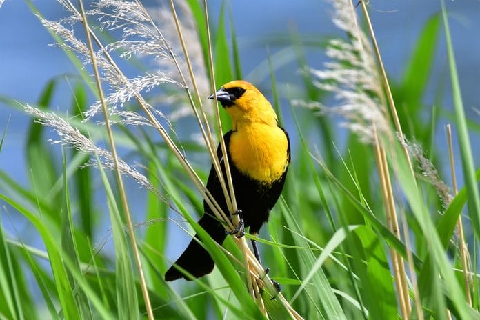 small black white and yellow bird