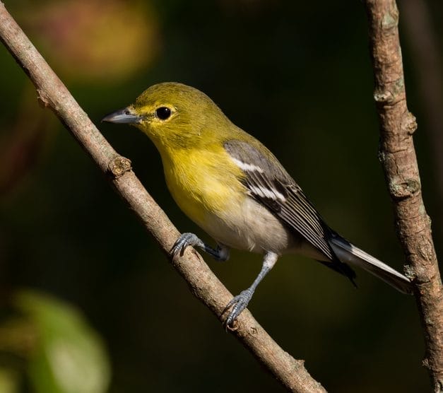 small black and white striped bird with yellow throat