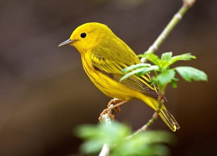 small black bird with yellow on wings