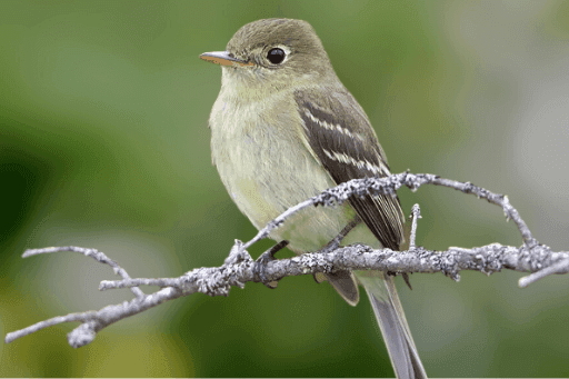 michigan wild birds michigan wild birds