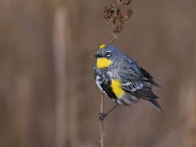 best bird seed for arizona