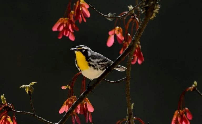 small black and white striped bird with yellow throat