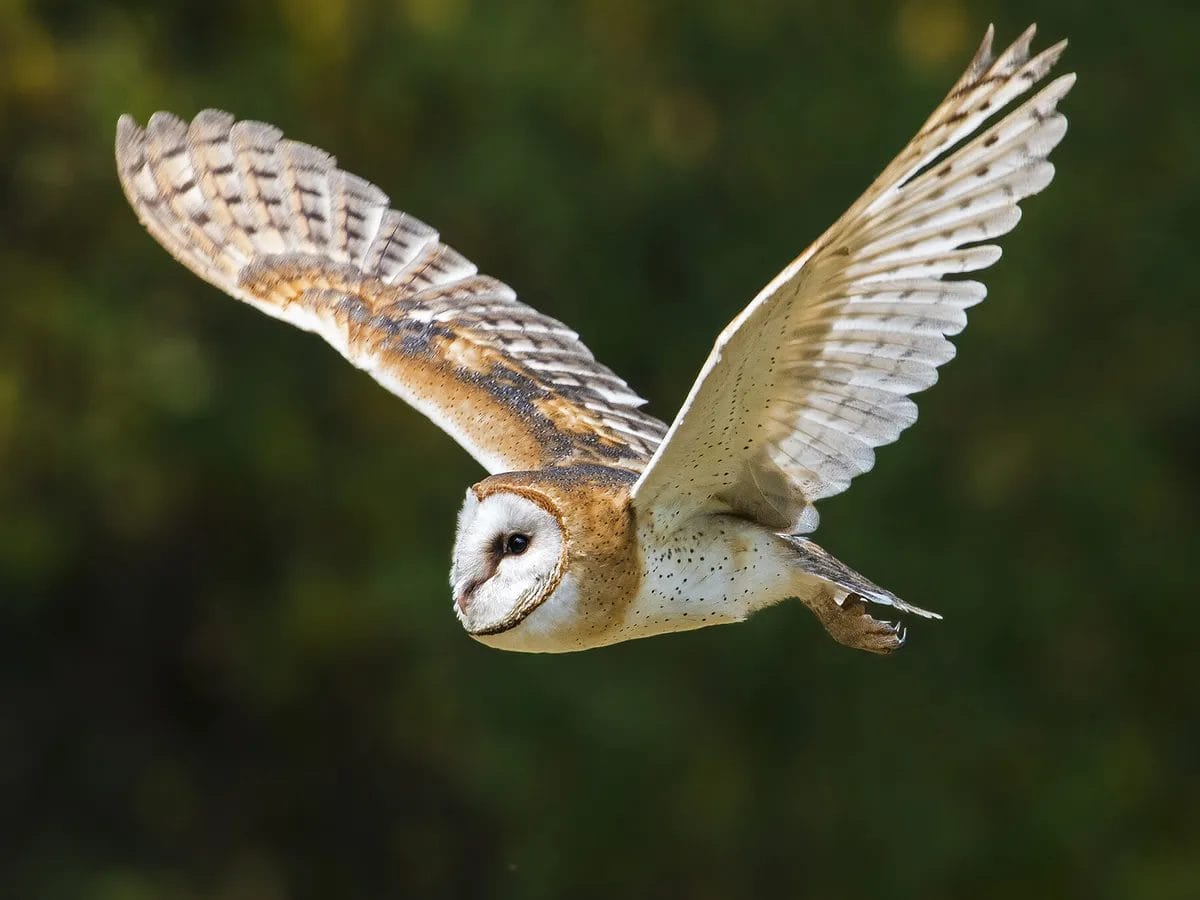 Barn Owl