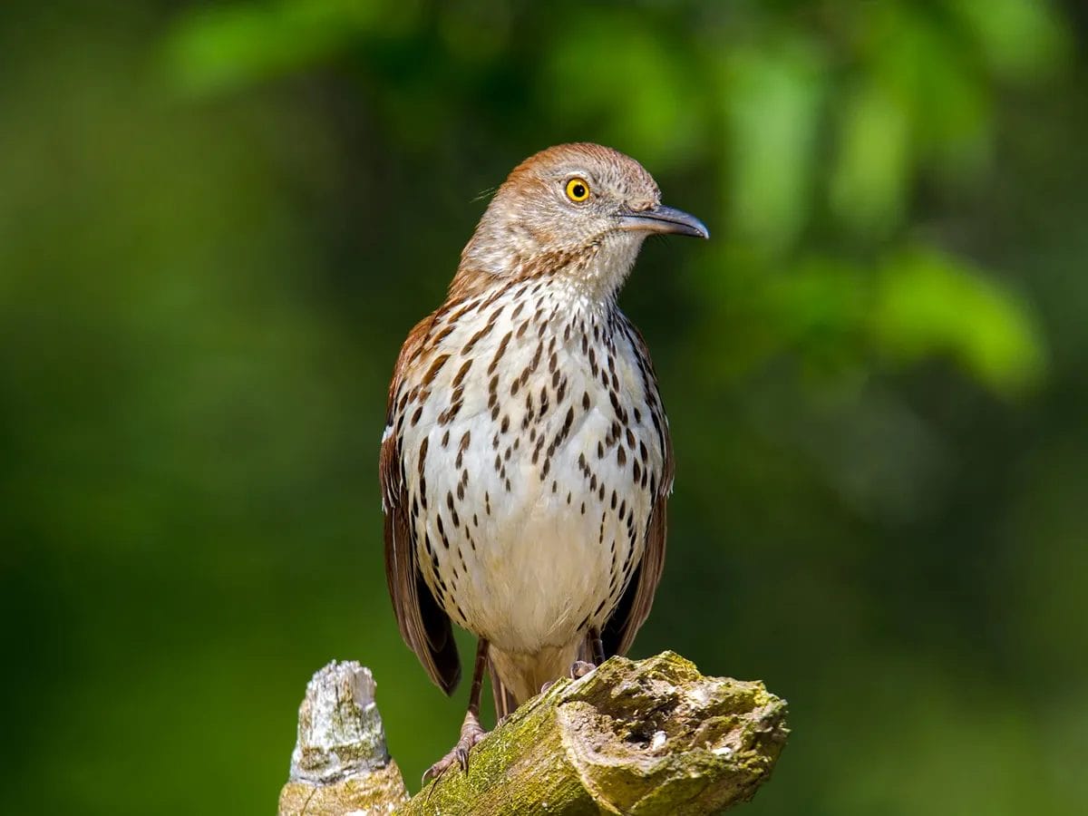do birds have ears wikipedia