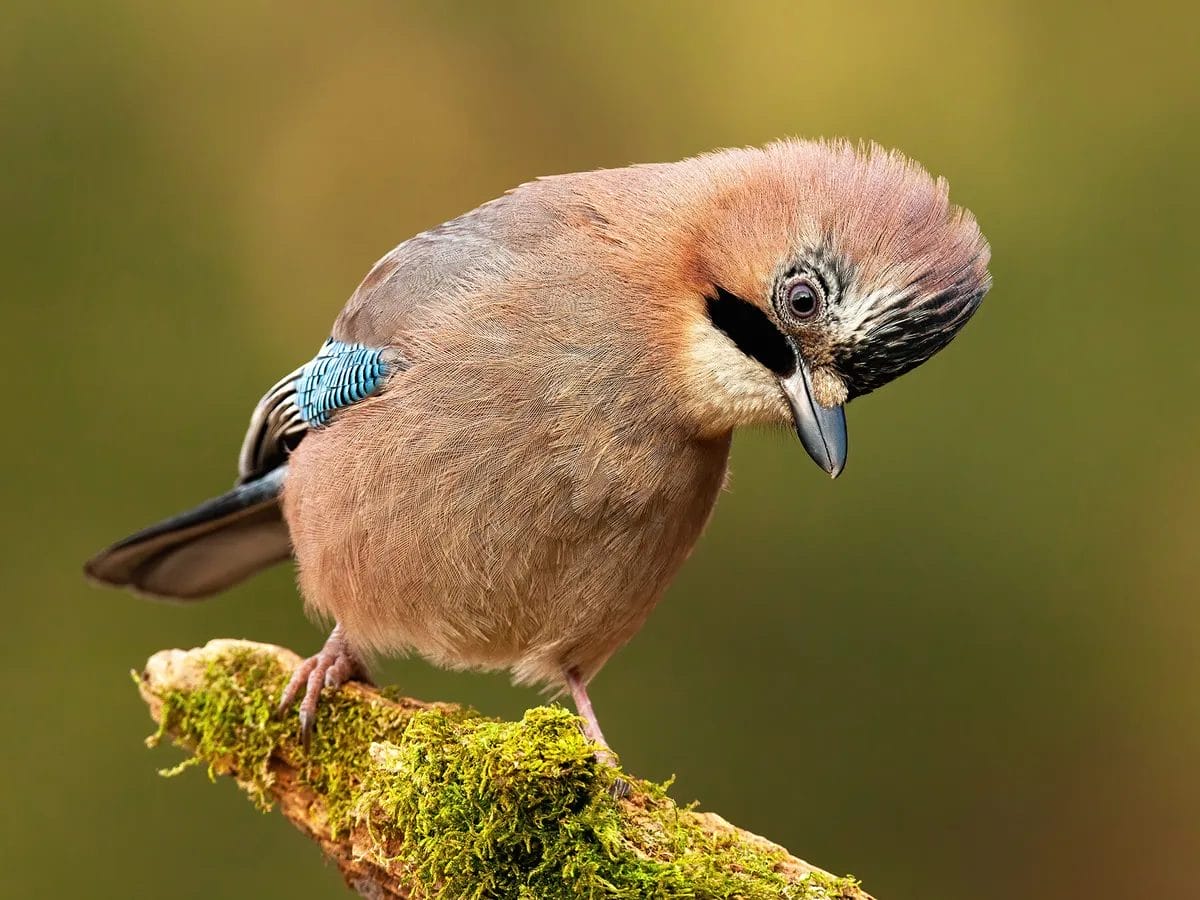 do birds have good ears