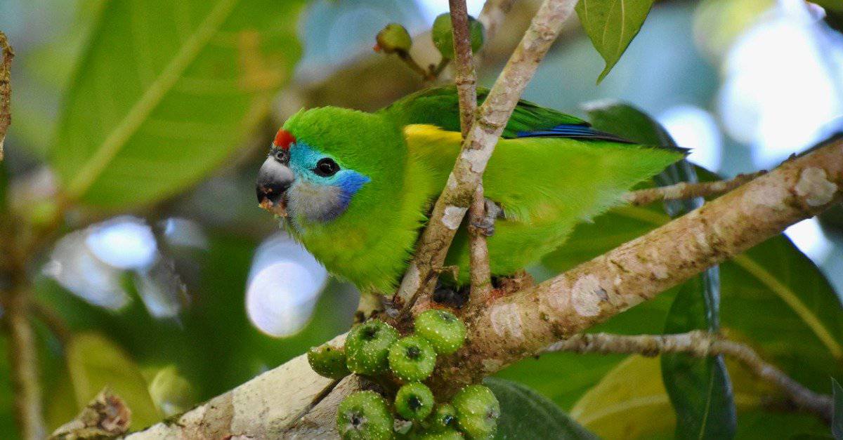 green birds in florida