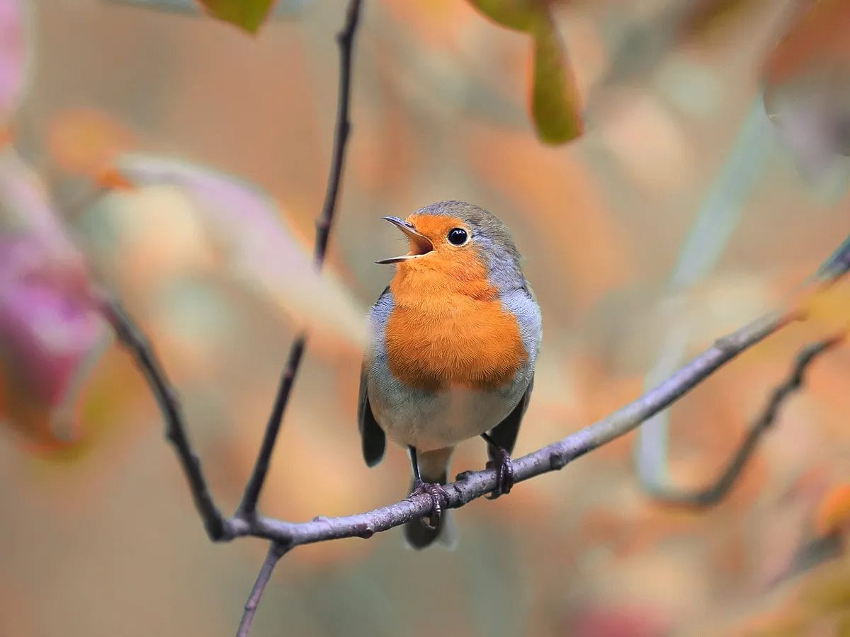 do humming birds have ears