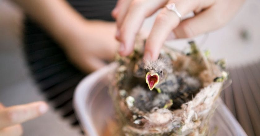 what do wild baby birds eat