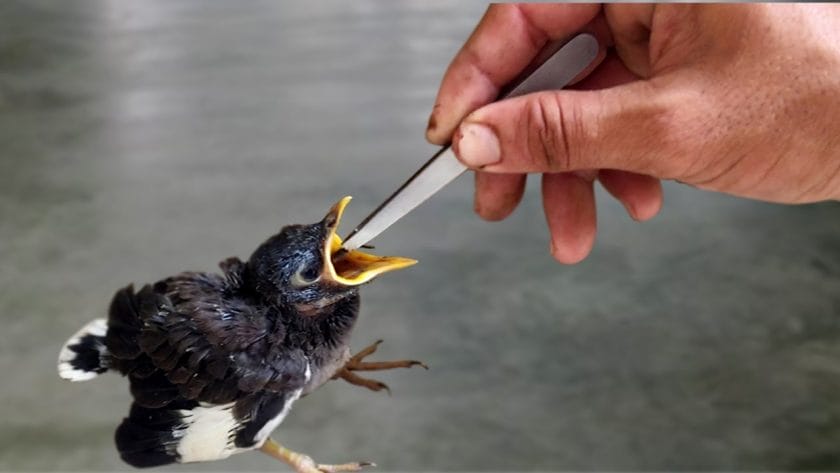 what do newborn baby birds eat