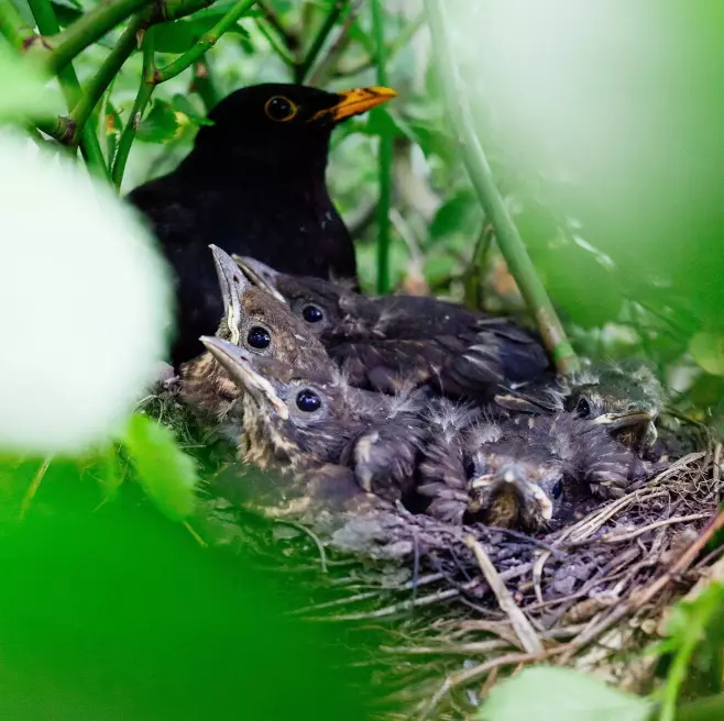 what do baby sparrow birds eat