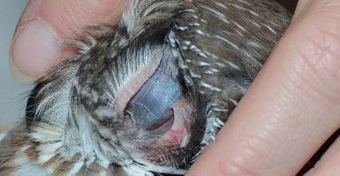 do birds have 3 bones in their ears