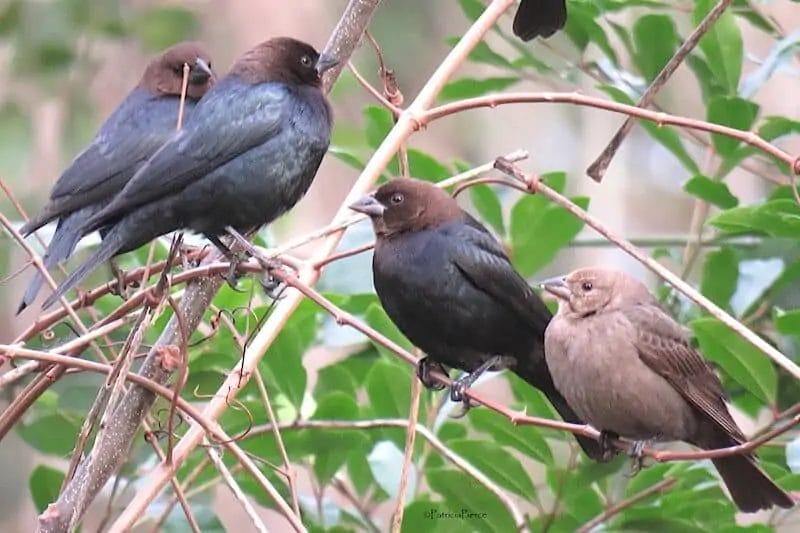 missouri birds