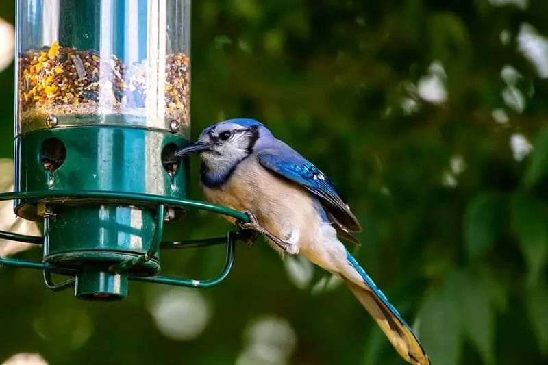 blue birds of tennessee