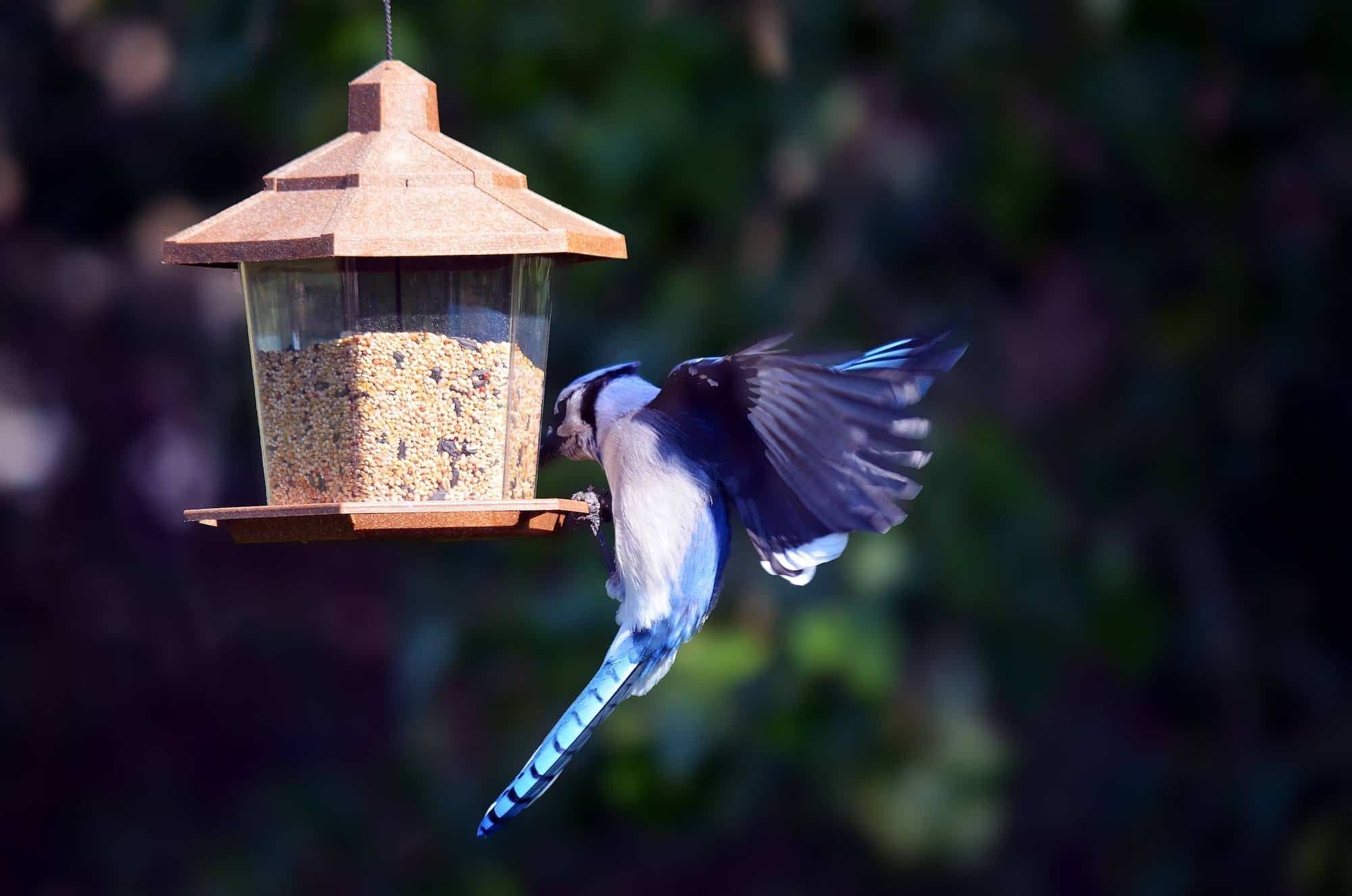 is safflower seeds good for birds