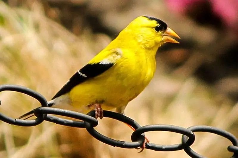 backyard birds of tennessee