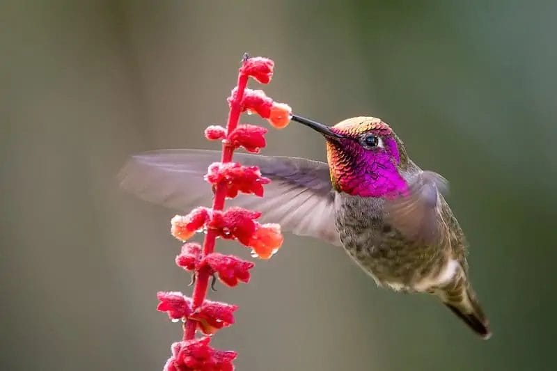 small birds in washington state