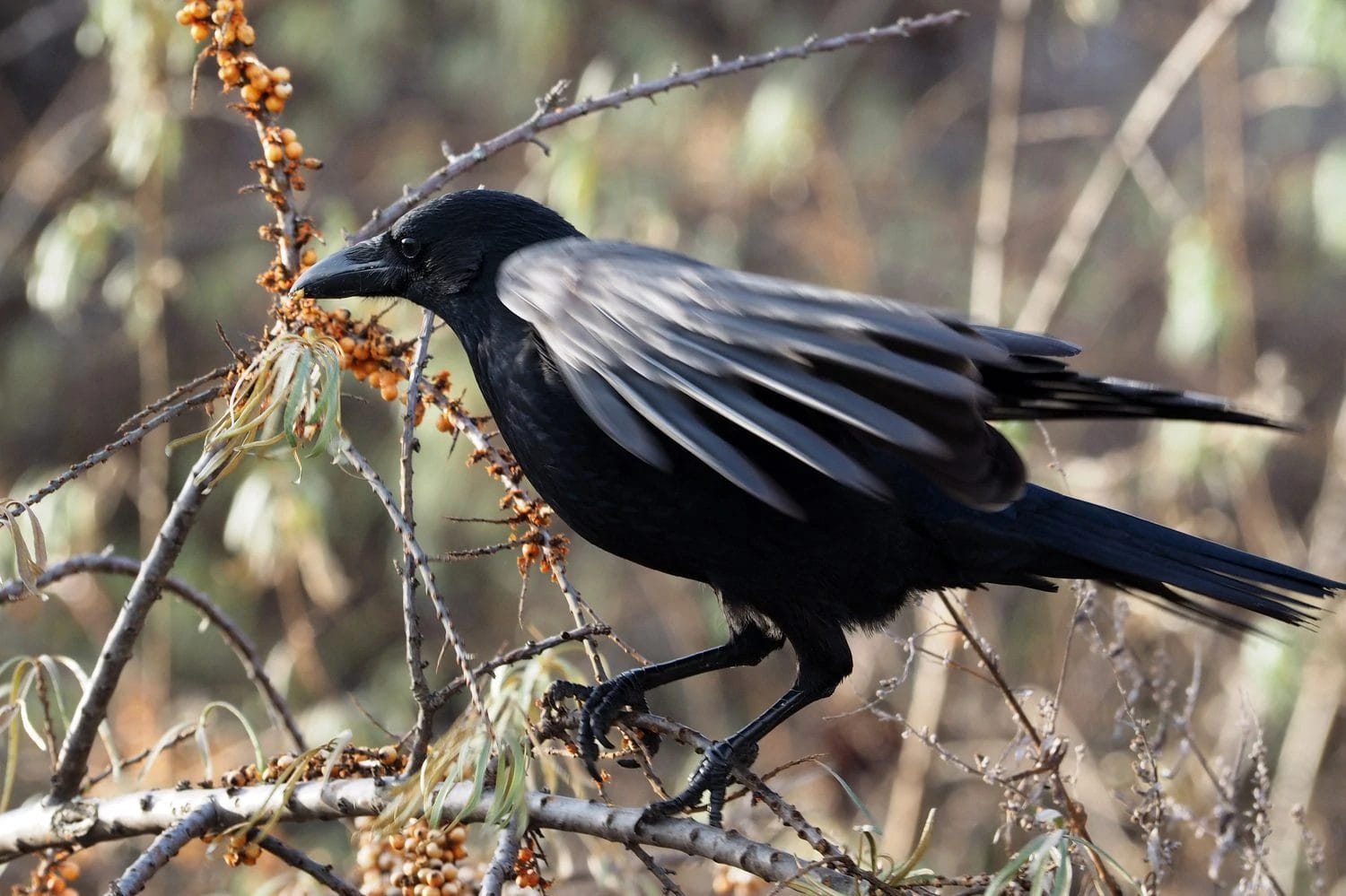 water birds of south carolina