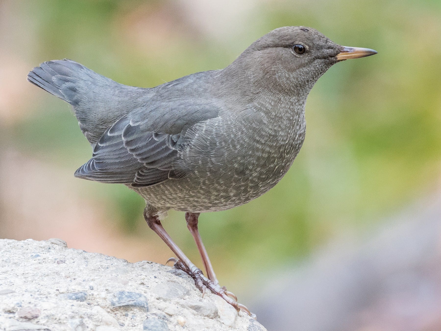 american dipper call