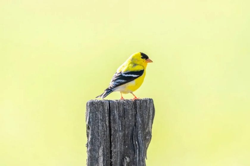 yellow birds of virginia