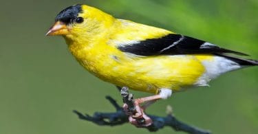 50+ Stunning Birds With Orange Beaks (Photos + Fun Facts!)