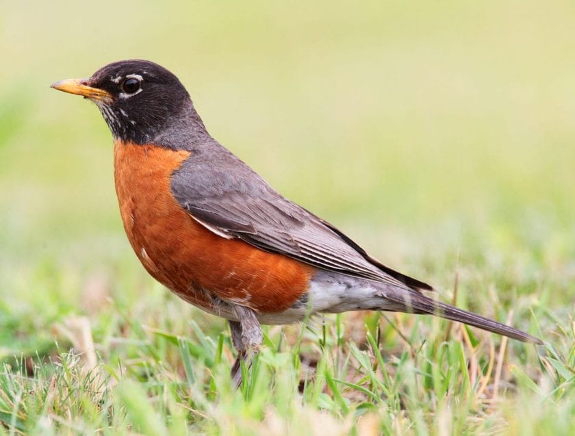 American Robin American Robin