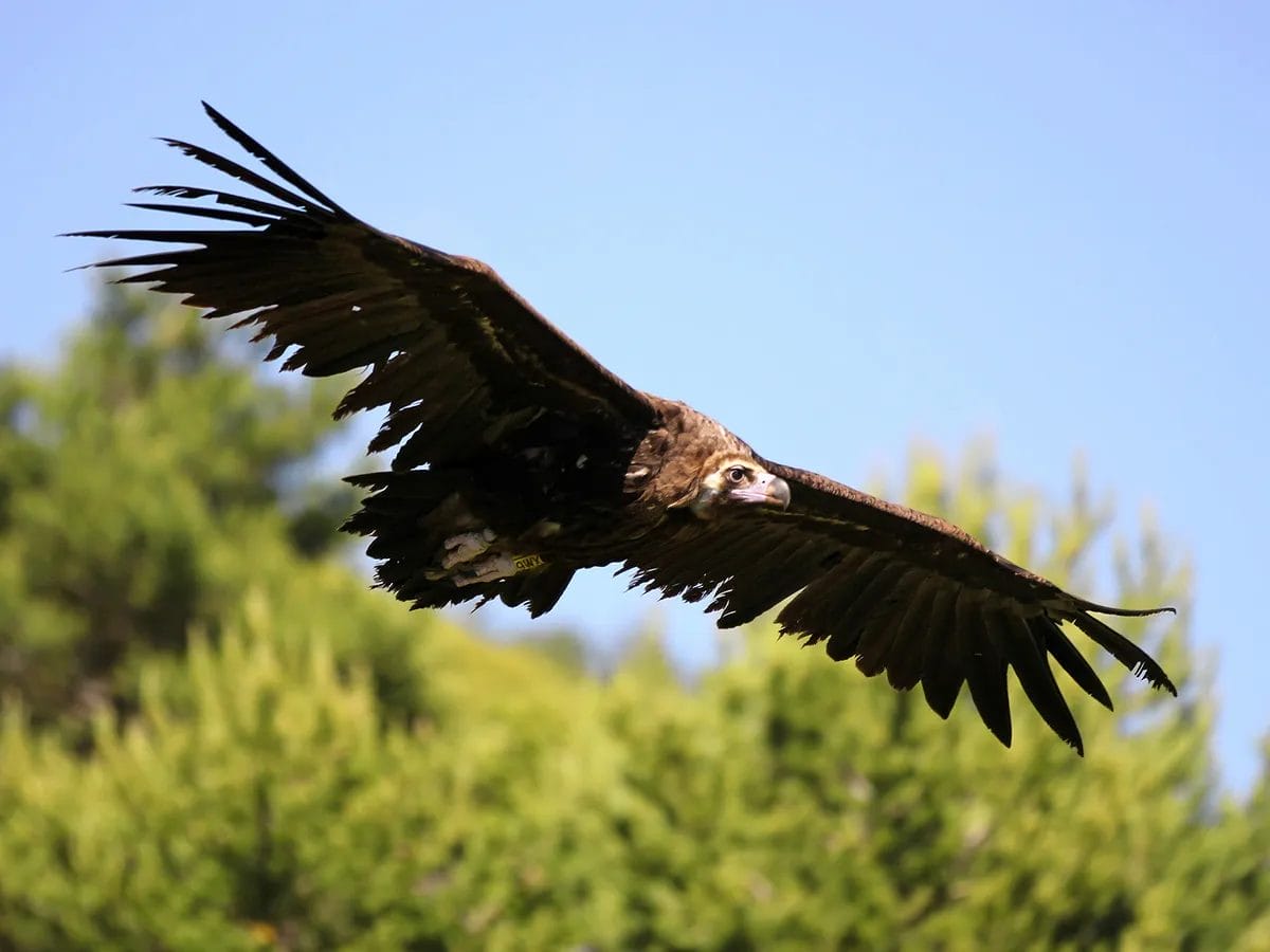 prehistoric bird still alive