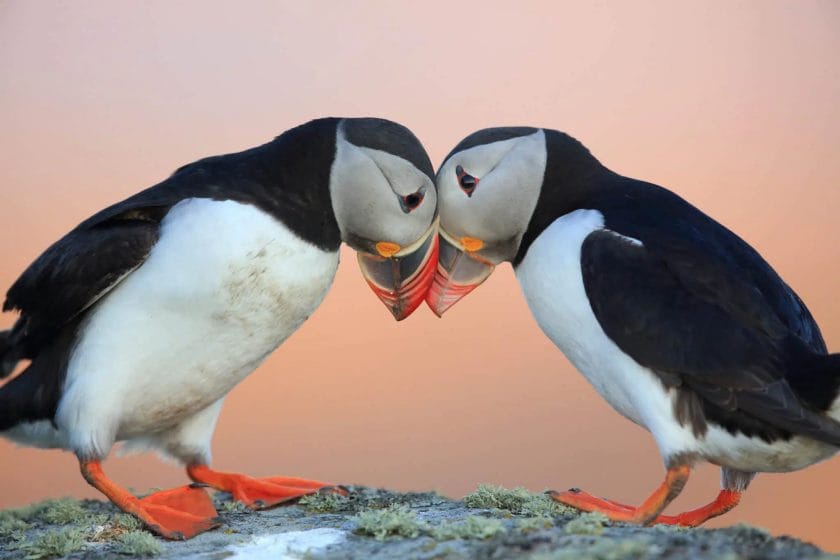 Atlantic Puffin Atlantic Puffin
