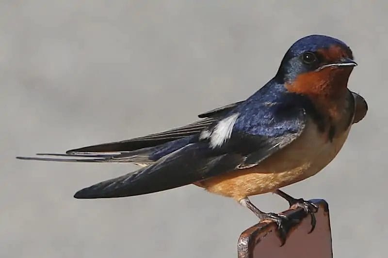 red breasted birds in washington state