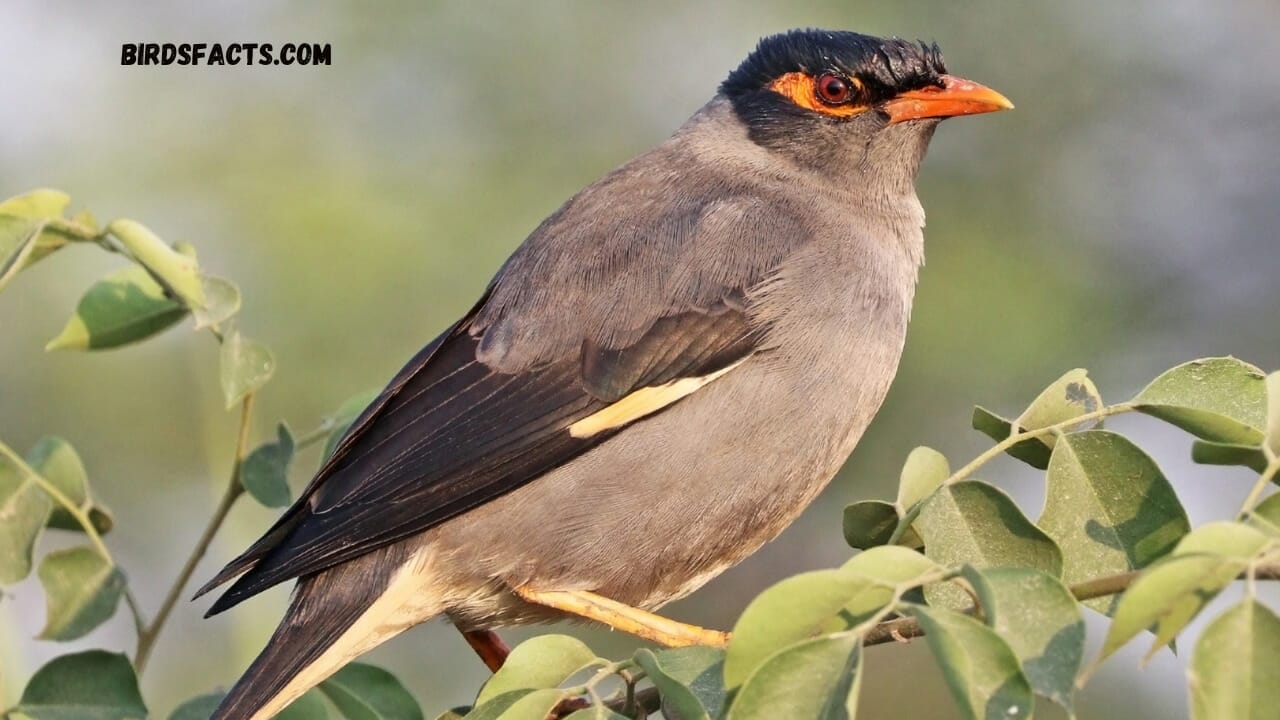 grey bird with orange beak