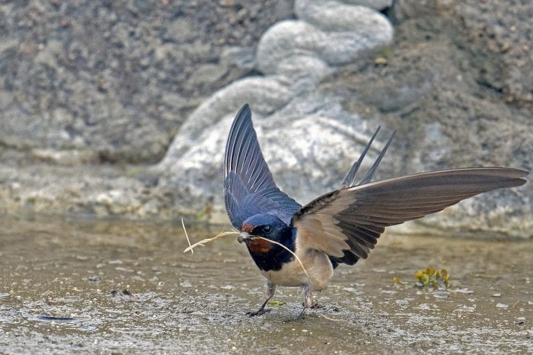 common birds in virginia