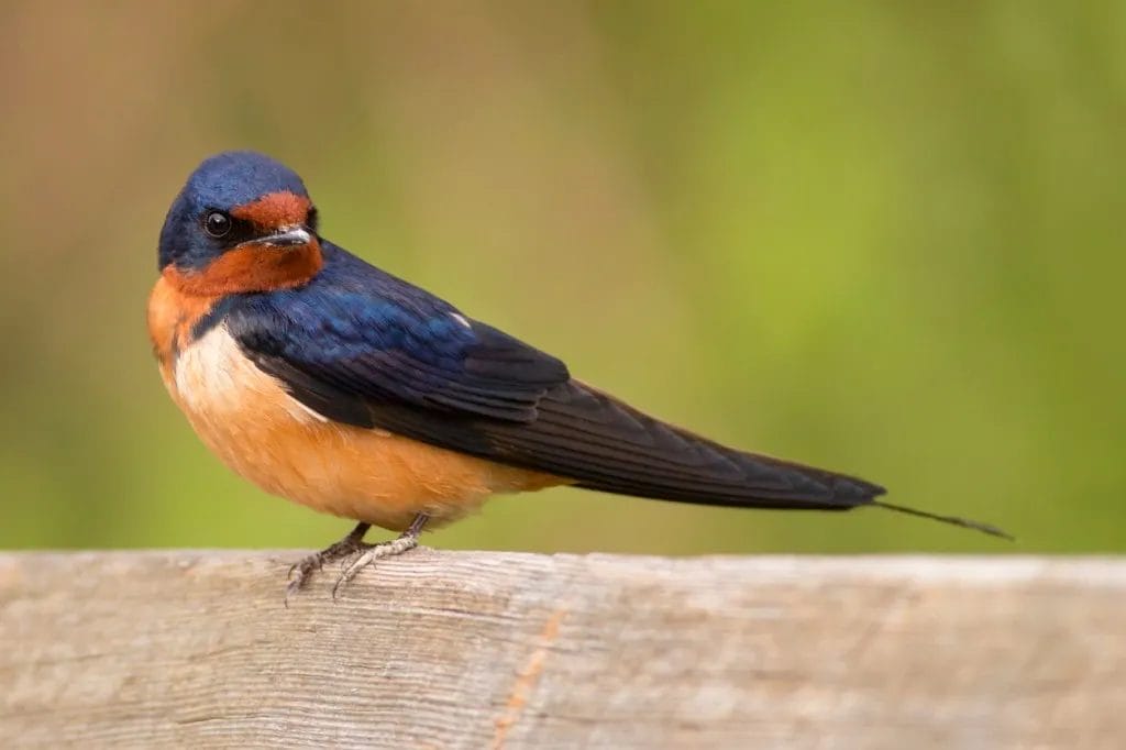 birds of central new york