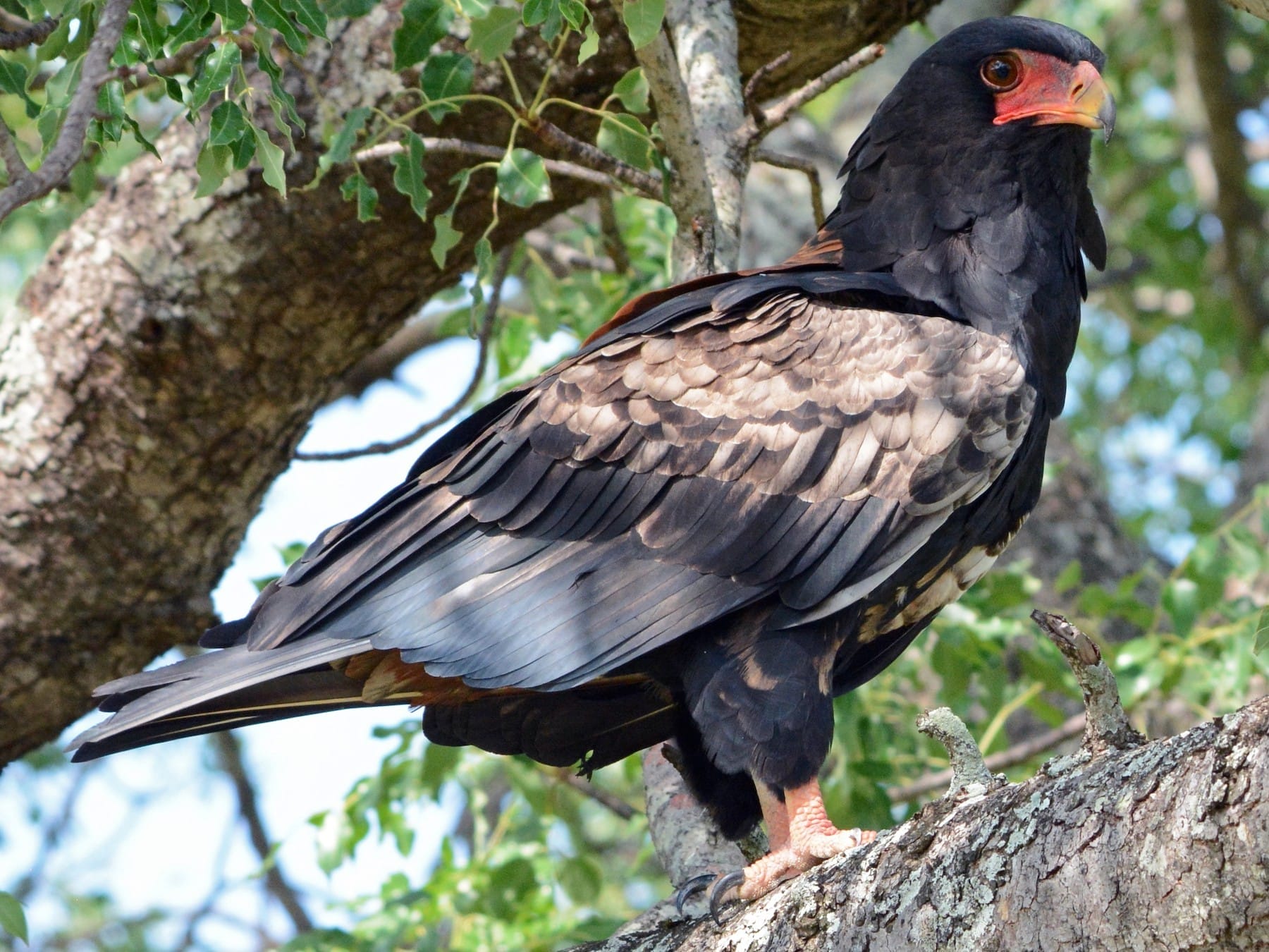 birds with orange beaks