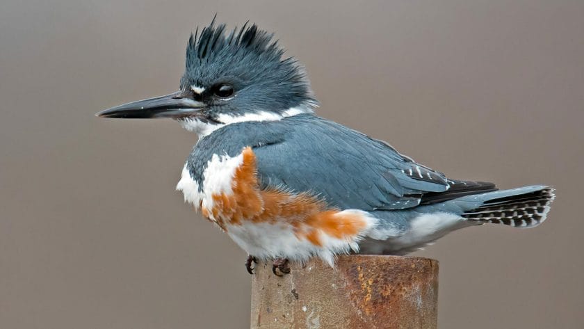 belted kingfisher tattoo