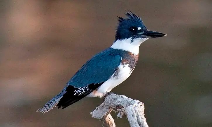 types of blue birds in Maryland