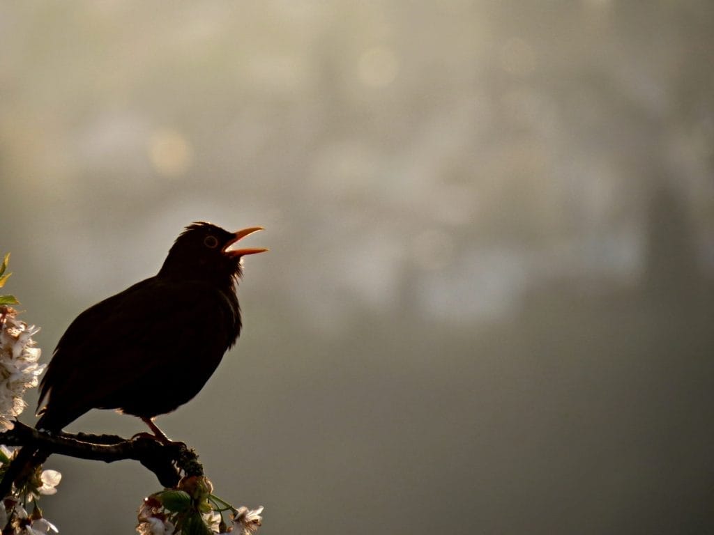 where do birds go at night where do birds go at night
