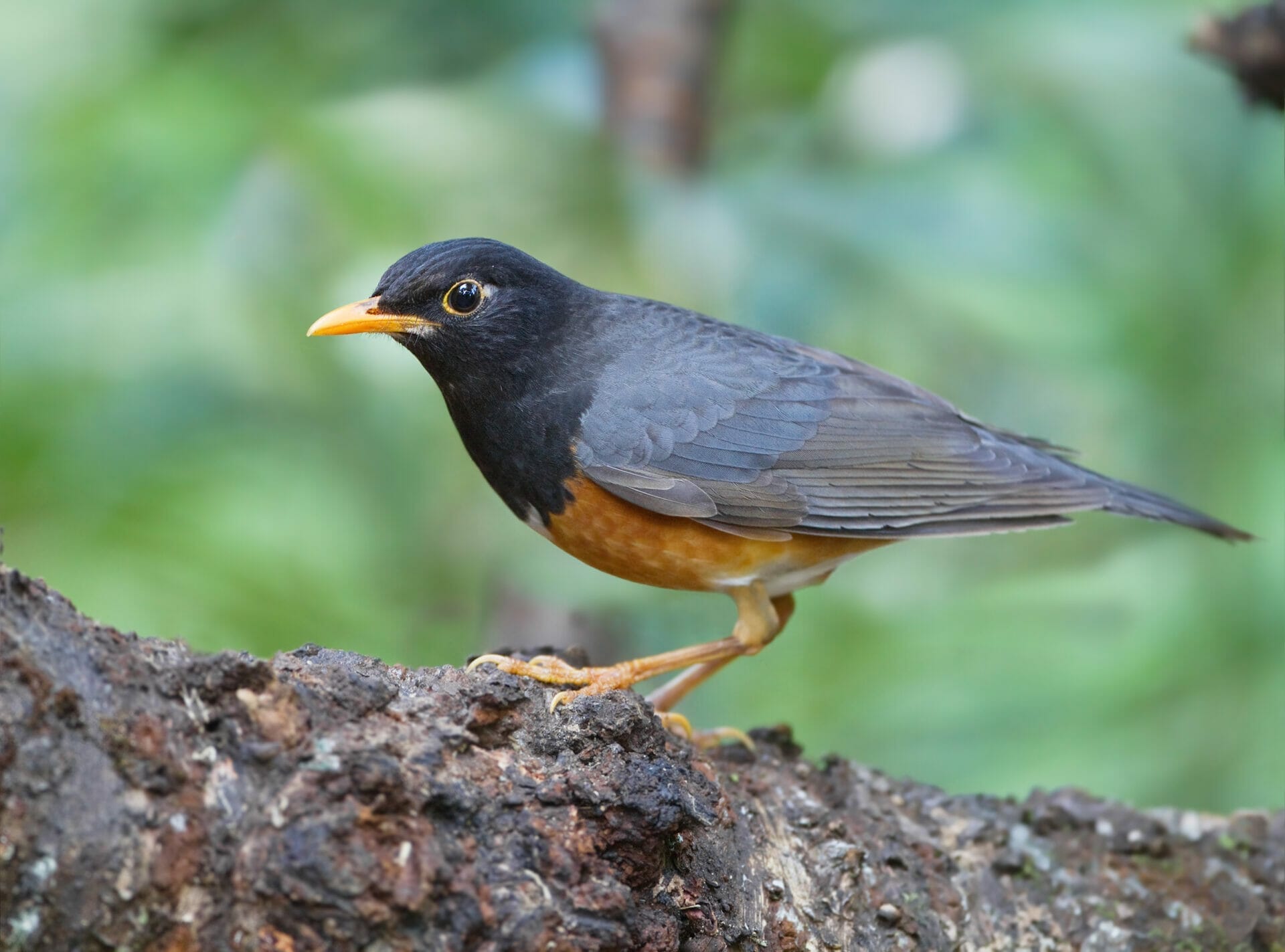 bird orange beak bird orange beak