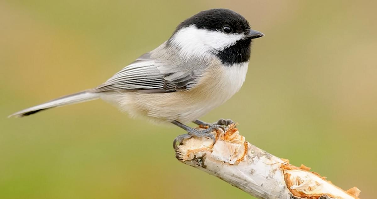 Black Capped Chickadee