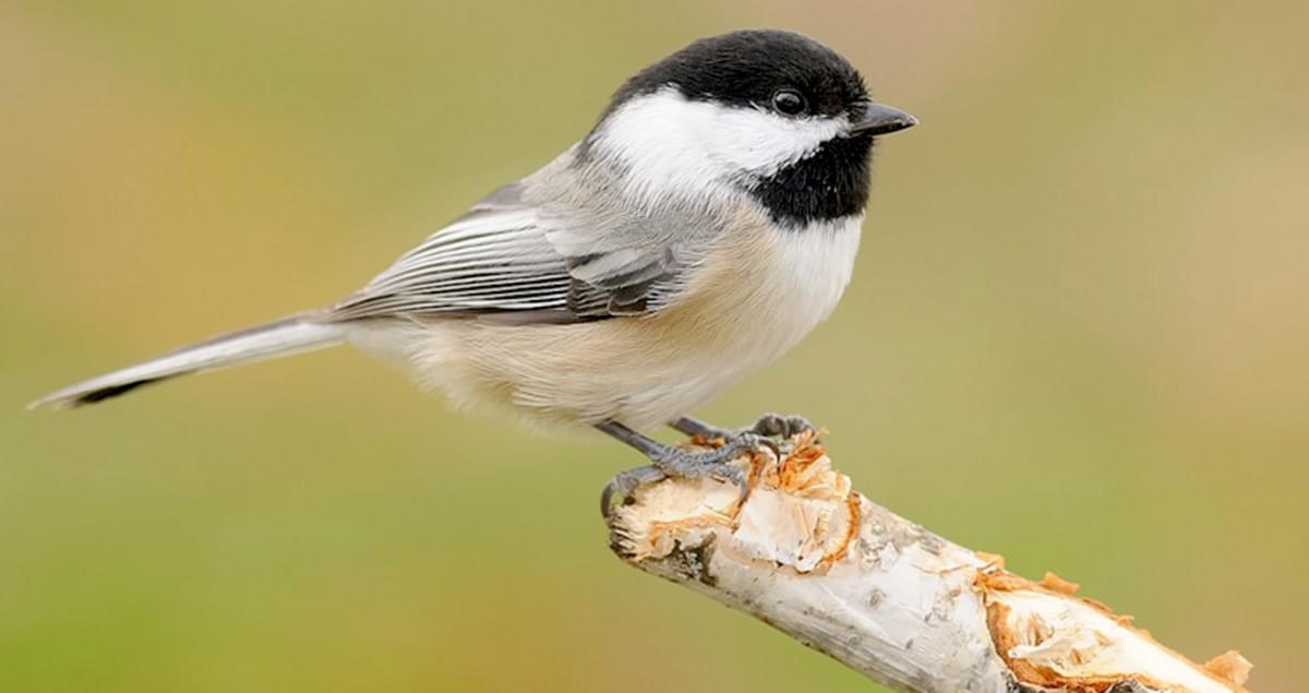 Black Capped Chickadee Black Capped Chickadee