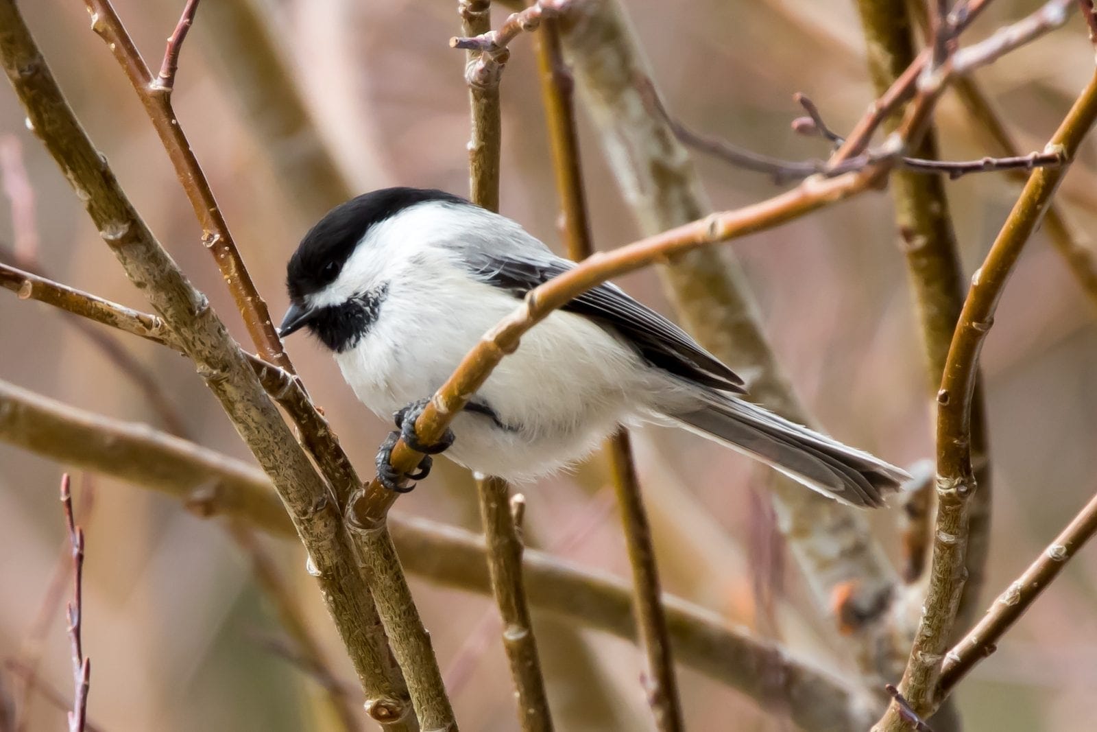 state bird of colorado state bird of colorado