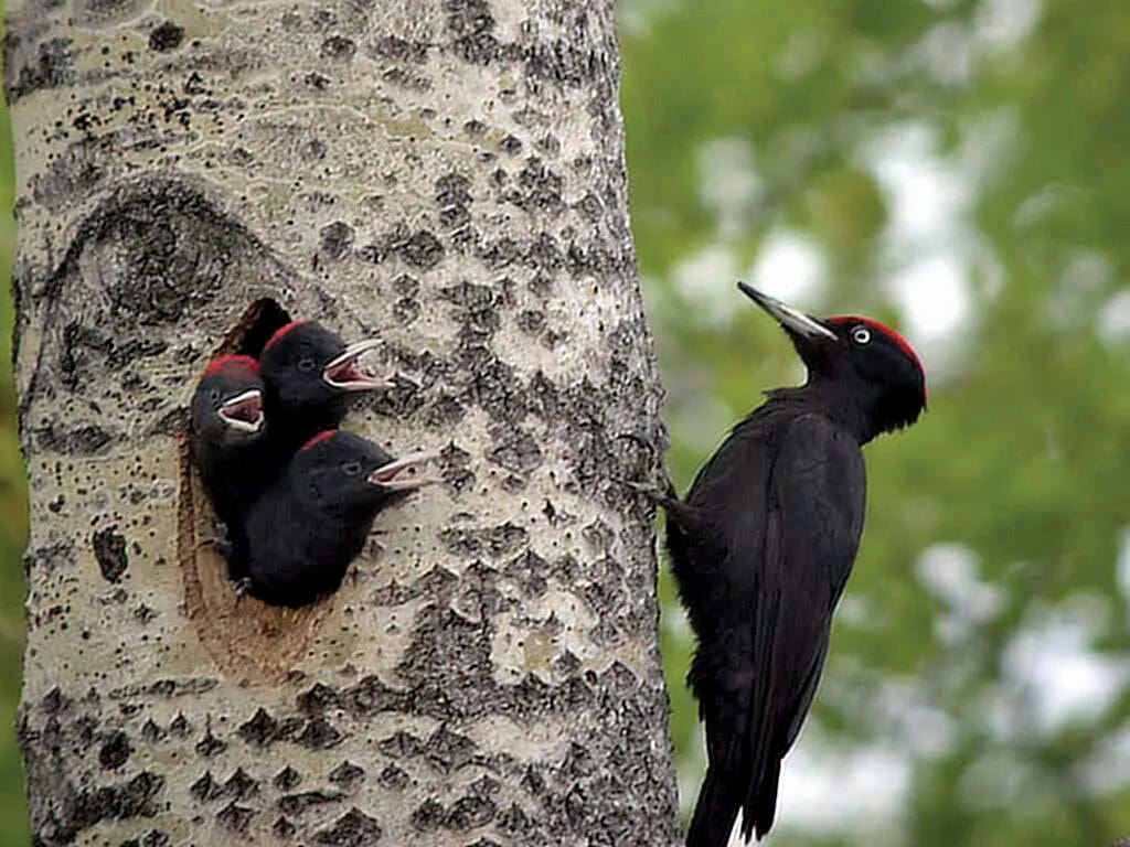 do birds eat cicadas