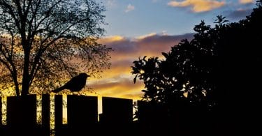 where do birds go at night to sleep