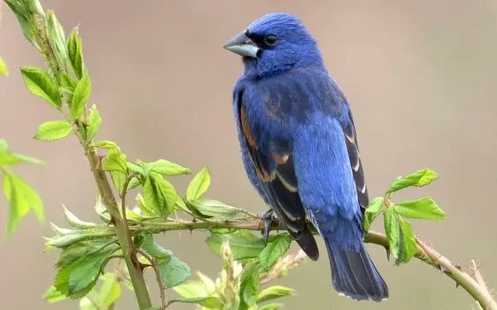 types of blue birds in Washington state