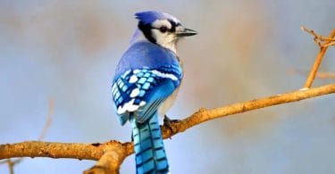 types of blue birds in pa
