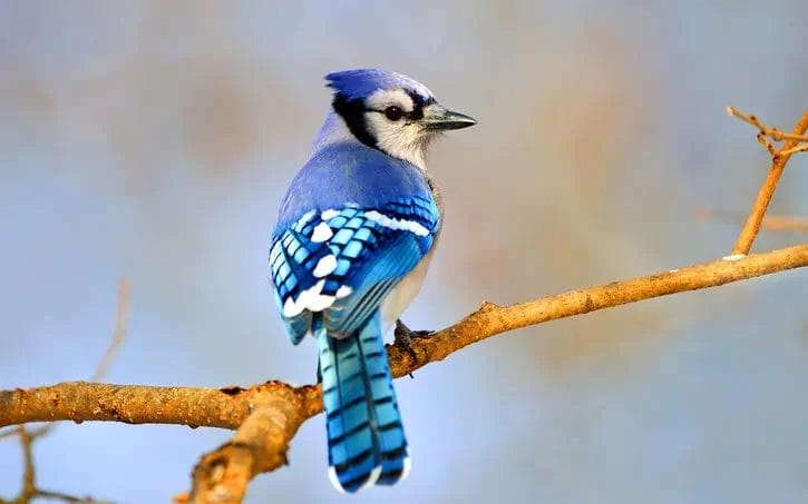 types of blue birds in Minnesota