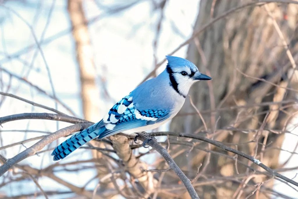 birds of new york pictures